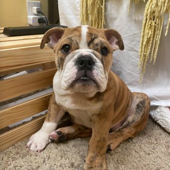 Concord Veterinary Clinic - Veterinarians Near Me - Concord, California