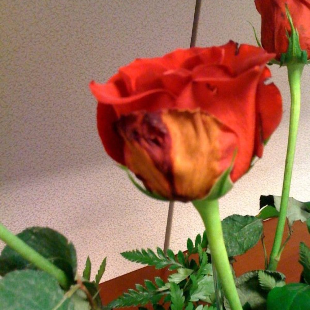 Day 1- Sick roses on the first day I received them. Day 1- Sick roses on the first day I received them.