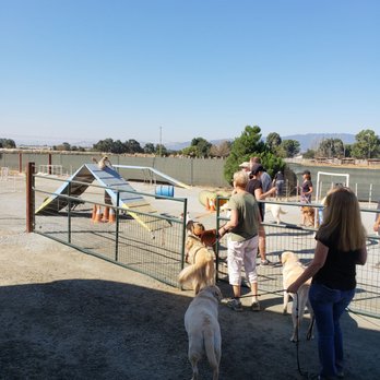 Thriving Canine - Pet Training Near Me