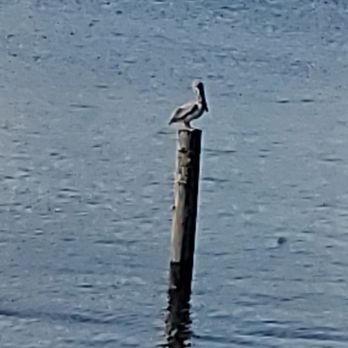Blow Fly Bar and Grill - Pelican! I'd never seen one in real life before! - Seafood Near Me - Gulfport, Mississippi