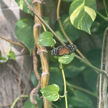 Butterfly Pavilion - Museums Near Me - Westminster, Colorado