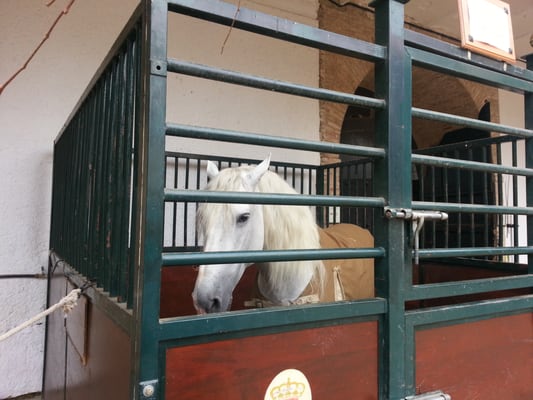 Caballerizas Reales by null