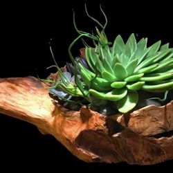 plants