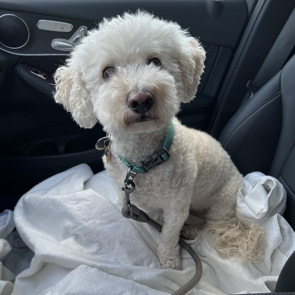 San Ramon Veterinary Hospital - my baby, lucky fluffy. - Veterinarians Near Me - San Ramon, California San Ramon Veterinary Hospital - my baby, lucky fluffy. - Veterinarians Near Me - San Ramon, California