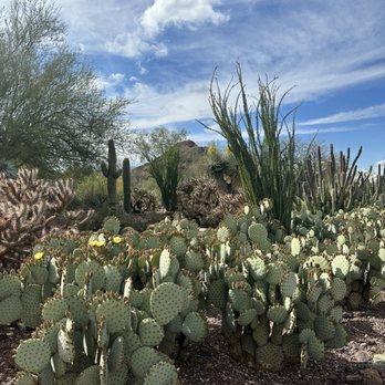Desert Botanical Garden - Botanical Gardens Near Me - Phoenix, Arizona Desert Botanical Garden - Botanical Gardens Near Me - Phoenix, Arizona