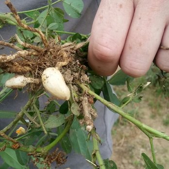 Hollin Farms - Peanut - Fruits & Veggies Near Me - Delaplane, Virginia