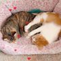 Photo of Spay and Stay