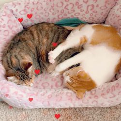 Spay and Stay - They are Leo and Scar, they are adorable and playful; Leo likes to talk a lot, Scar not much, I have to give them up for adoption