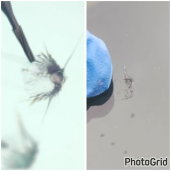 Mobile Windshield Chip Repair - Before after repair - Windshield Installation & Repair Near Me - spring, Texas Mobile Windshield Chip Repair - Before after repair - Windshield Installation & Repair Near Me - spring, Texas