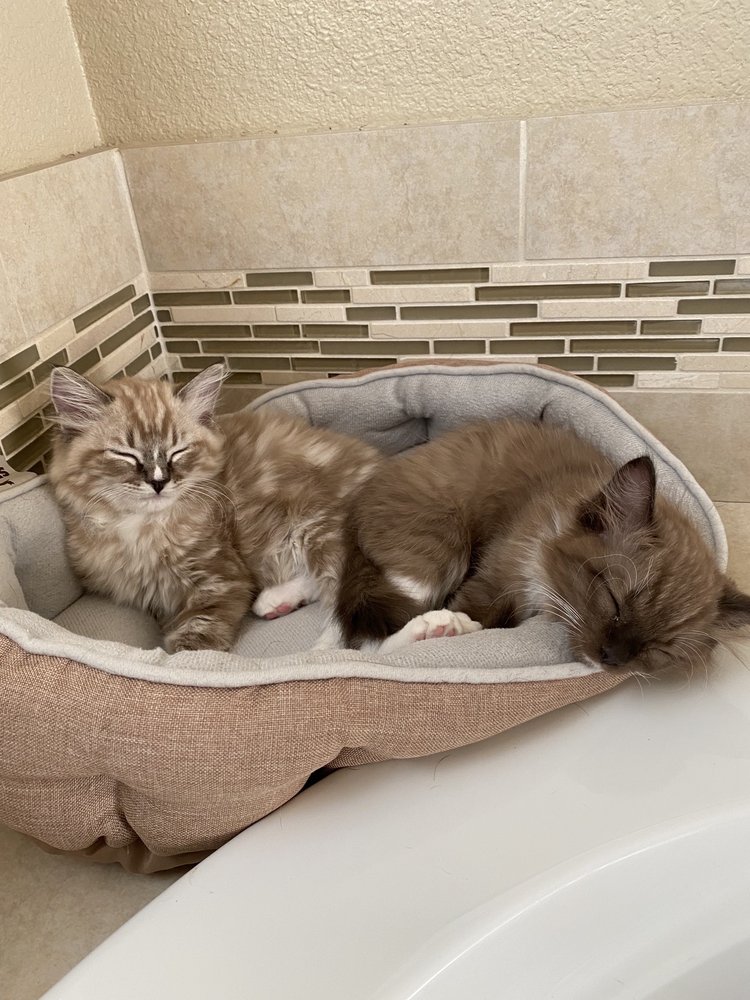 RAGDOLL RANCH 27 Photos Pet Breeders Reno, NV Yelp