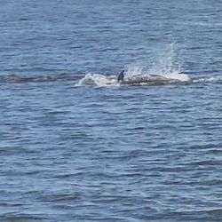 Cedar Key Bed & Breakfast