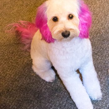 Dawn's Pet Palace - Pet Groomers Near Me - Carmichael, California Dawn's Pet Palace - Pet Groomers Near Me - Carmichael, California