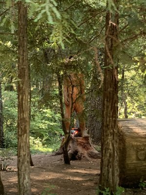 Drive-Thru Tree Park Leggett by null