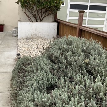 Jean Pierre Gardening - After with new stone and removal of weed like jasmine - Gardeners Near Me - San Francisco, California Jean Pierre Gardening - After with new stone and removal of weed like jasmine - Gardeners Near Me - San Francisco, California