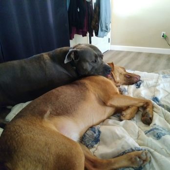 Dog Days Inn CA - Sings "And they call it puppy loveeee" - Pet Boarding Near Me - El Cajon, California