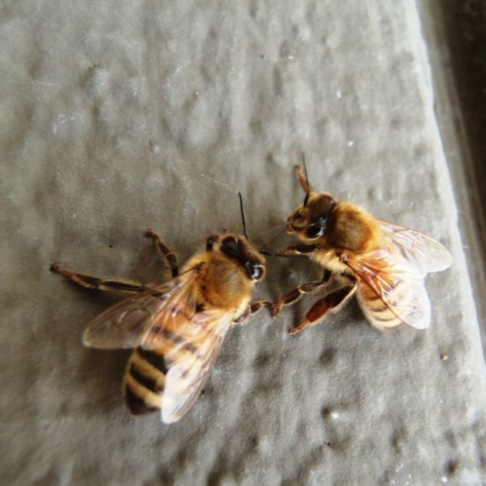 Bay Area Beebusters - This is where the phrase "Cute as Bees Knees" came from! - Pest Control Near Me