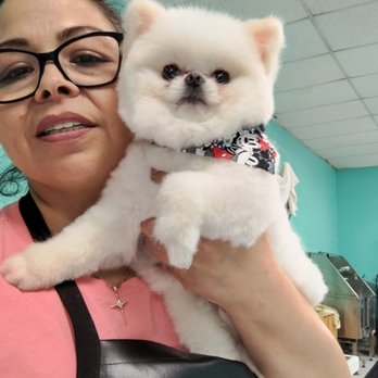Furry Elegance - Pet Groomers Near Me - Los Angeles, California Furry Elegance - Pet Groomers Near Me - Los Angeles, California