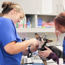Veterinary Cancer Group SB, A Thrive Pet Healthcare Partner