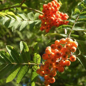 Hamlin Park - Mountain Ash hanging over the trail. - Parks Near Me - Seattle, Washington