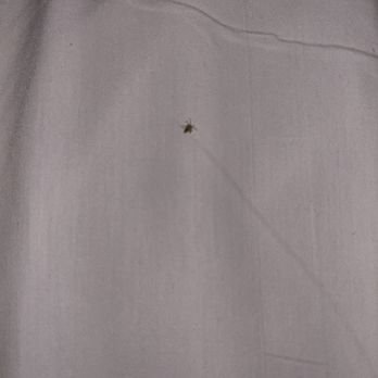 Midtown Escapes - One of the bugs in the bed. - Vacation Rentals Near Me - Ruidoso, New Mexico