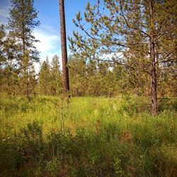 Dragoon Creek Campground