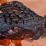 Feral BBQ