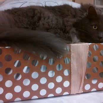 EarthWise Pet Greenville - Gandalf the Gray. - Pet Groomers Near Me - Simpsonville, South Carolina