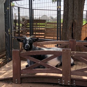 The Patch - Stewart the goat! - Pumpkin Patches Near Me - Edmond, Oklahoma