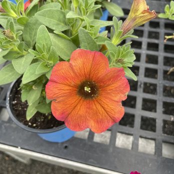 Third Day Market - Orange petunia - Home Decor Near Me - Jefferson, North Carolina Third Day Market - Orange petunia - Home Decor Near Me - Jefferson, North Carolina