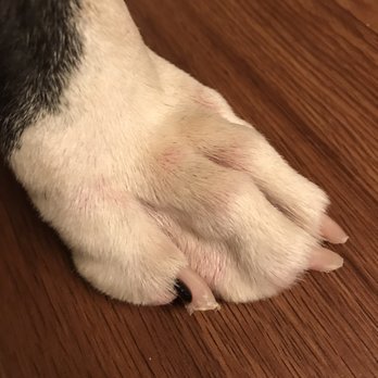 My Other Mommy - Messed up nails from trying to get out because he is not used to being in crate ! Probably crying for hours - Dog Walkers Near Me - Boca Raton, Florida My Other Mommy - Messed up nails from trying to get out because he is not used to being in crate ! Probably crying for hours - Dog Walkers Near Me - Boca Raton, Florida