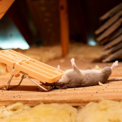 Ocal Rodent Proofing - Rat & Mice Removal Services