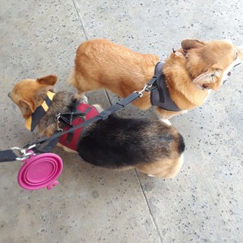 Palm Ridge Grooming Gallery - Pet Groomers Near Me - Chula Vista, California