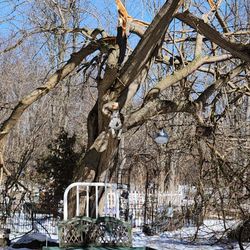 A Plus Tree Service - Tree prior to removal.