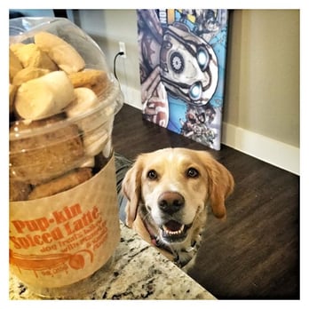 Dogs Mind Training - Even with a tempting cup of treats nearby, her focus was completely on Dan. - Pet Training Near Me
