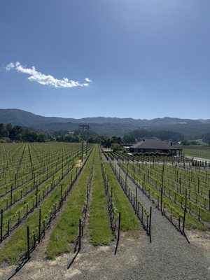 Whitehall Lane Winery by null
