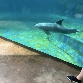 Mississippi Aquarium - Aquariums Near Me - Gulfport, Mississippi