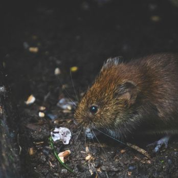 EcoSmart Pest Control - Pest Control Near Me EcoSmart Pest Control - Pest Control Near Me