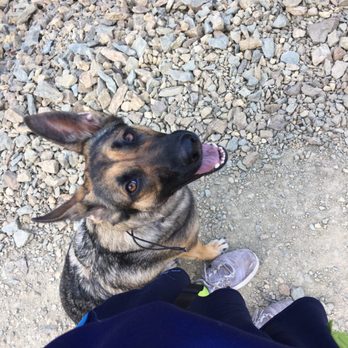 Refined K9 Dog Training - Heel position on a hike off leash - Pet Training Near Me Refined K9 Dog Training - Heel position on a hike off leash - Pet Training Near Me