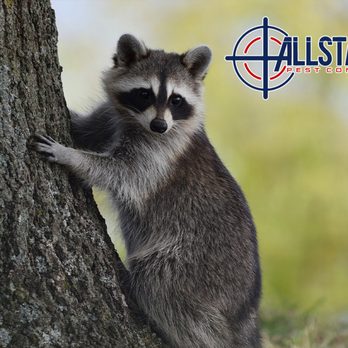 All State Pest Control - Pest Control Near Me