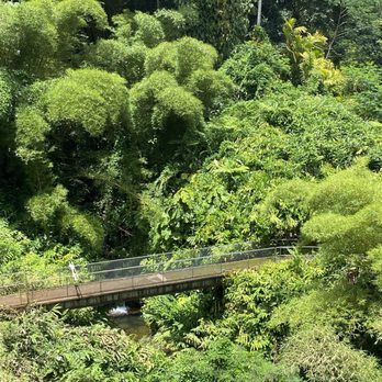 Akaka Falls State Park - Walking path to the falls - Parks Near Me - Honomu, Hawaii Akaka Falls State Park - Walking path to the falls - Parks Near Me - Honomu, Hawaii