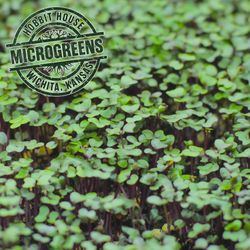 Hobbit House Microgreens - Growing Hobbit House microgreens in Wichita, Kansas