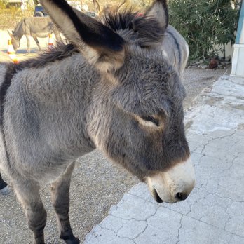 Town of Oatman - Where's Shrek?!? - Local Flavor Near Me