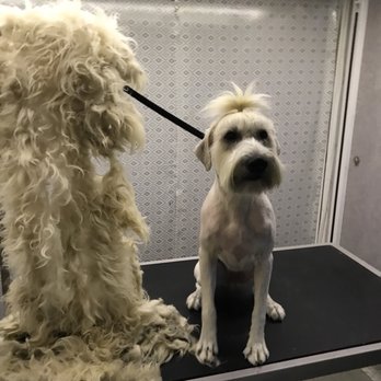 Fluffy Pup - Pet Groomers Near Me Fluffy Pup - Pet Groomers Near Me