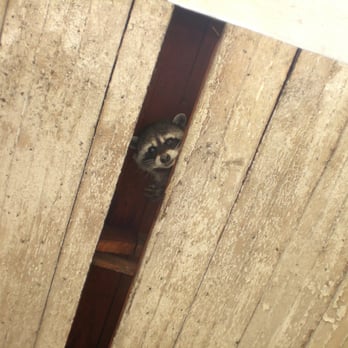 A Wildlife Pro - Pest Control Near Me A Wildlife Pro - Pest Control Near Me