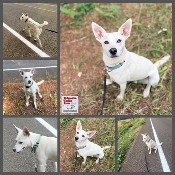Klassic Tails Inn - Featured guest - Pet Boarding Near Me - Elmira, Oregon Klassic Tails Inn - Featured guest - Pet Boarding Near Me - Elmira, Oregon