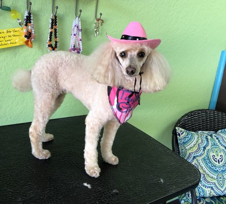 Woof-Wash and Grooming