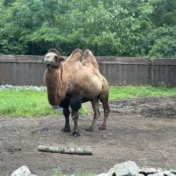 Utica Zoo - Camel looked content eating his lunch - Zoos Near Me - Utica, New York Utica Zoo - Camel looked content eating his lunch - Zoos Near Me - Utica, New York
