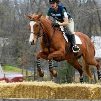 Stonelea Farm - Béla Kyrie daughter of Kyrie, Miss Lucia's first horse - Horseback Riding Near Me - Aldie, Virginia