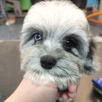 Kanine Spa & DayCare - Look at those peepers! - Pet Groomers Near Me - West Bloomfield, Michigan Kanine Spa & DayCare - Look at those peepers! - Pet Groomers Near Me - West Bloomfield, Michigan