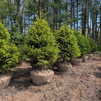 Michigan Timber Shack - Large Norway Spruce trees. - Nurseries & Gardening Near Me - Ortonville, Michigan Michigan Timber Shack - Large Norway Spruce trees. - Nurseries & Gardening Near Me - Ortonville, Michigan